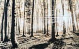 Wald im Gegenlicht3, 2022, Spraylack auf Leinwand, 75 x 120 cm, WVZ Nr