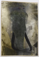 Johannes Brus, o.T. (Elefant), s/w Fotografie auf Baryt, farbig getont, ca. 170 x 126 cm