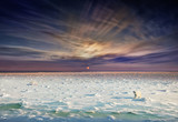 Polar Bears, Churchill, Manitoba - Day to Night (Stephen Wilkes, USA)