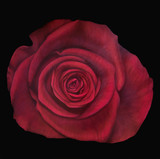 Werkreihe Rosas Thanatos, Öl auf Leinwand, 120 x 120 cm