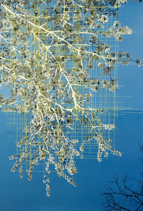 2023 Gisoo Kim treebranches with yellow lines Gestickt auf Fotocollage 100x70cm NL