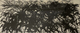 Max Uhlig, Vegetation vor hohem Horizont, 1992, Tusche und Pinsel auf Vliesstoff, 93 x 220 cm