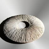 Ralf Weber - 'Ring coral' - marble - 6 x 60 x 60 cm