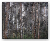 Jens Rausch, Forstwerk II, 2024