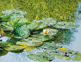 Nymphaea alba 140x180cm Öl auf Leinwand 2024