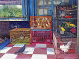 Pet shop in Curepipe