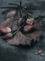 lotus on leafe 70 x 50