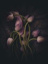 the queen of flowers 70 x 50