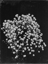 Commeter Brunia Albiflora 01