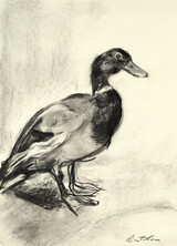 Petra Rintelen - Ente