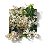 Buganvilla blanca 95x95cm kl