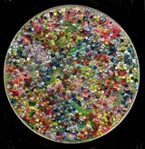 Silvia Strobos - Bloom Synergy