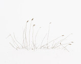 Uwe Langmann - Calligraphy XXV