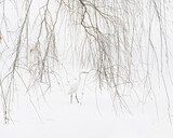 Uwe Langmann - Heron at Nakajima Park
