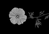 thilowestermann 3 argemone mexicana