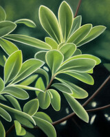 Lara Eckert Bild Pflanze Italien 50x40cm 2025 heller(1)