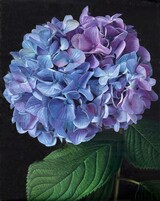 Hortensie in blau, 2025, Öl auf Leinwand, 200 x 160 cm