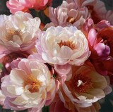 Pfingstrosen, 2025, Öl auf Leinwand, 60 x 60 cm